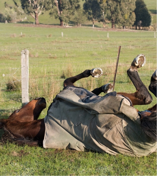 Horse rug