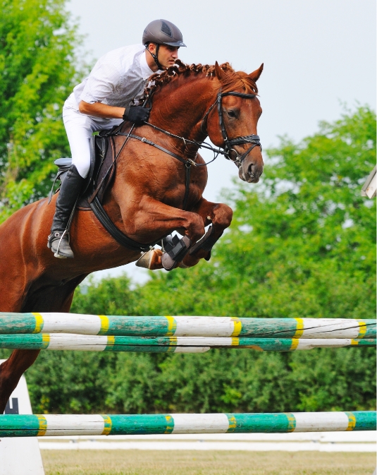 Rider with horse