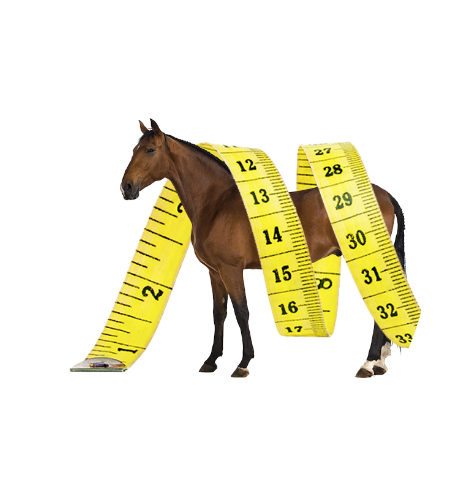measure-horse